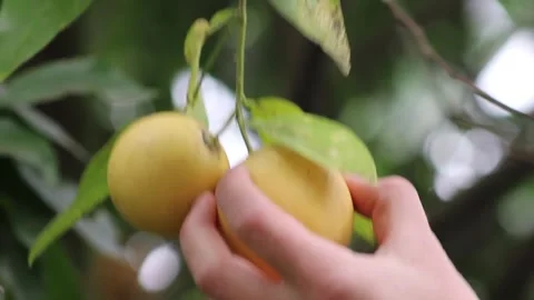 Yellow Lime With Green Leaves Stock Footage 269853668