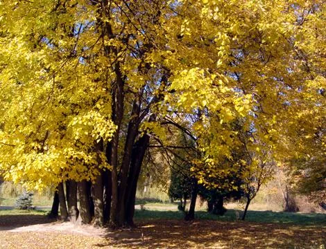 Yellow lime-tree Stock Photos