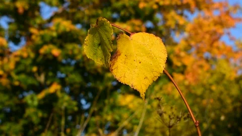 Yellow linden leaf on autumn maple background Stock Footage 139971733