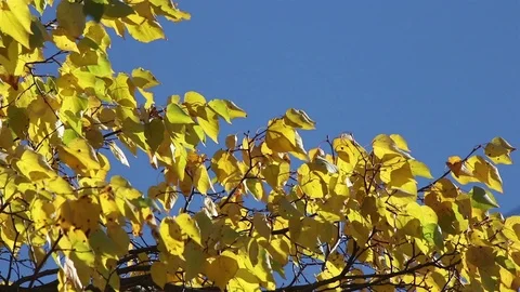 Yellow linden tree 動画素材 102692243
