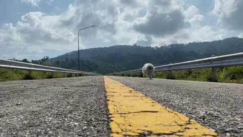 Yellow line on road close up. White Pomeranian dog running Stock Footage 292207150