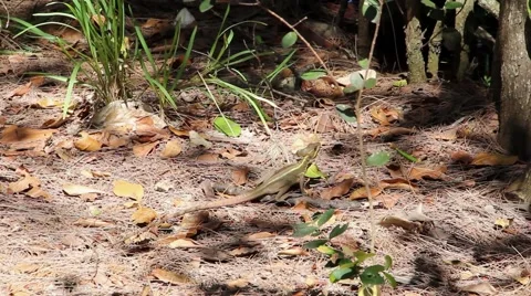 Yellow Lined Lizard Video stock 49969131