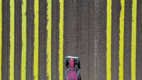 Yellow lines of plastic stripts in the field Stock Footage 169388099