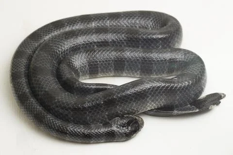 The yellow-lipped sea krait (Laticauda colubrina), banded sea krait, or colubrin Stock Photos