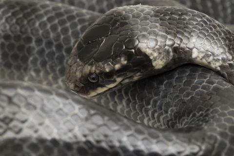 The yellow-lipped sea krait (Laticauda colubrina), banded sea krait, or colubrin Stock Photos