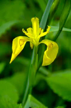 Yellow Lis Stock Photos