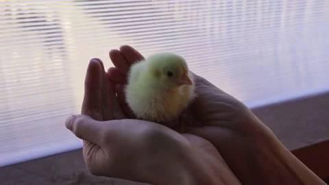 Yellow little chick Stock Footage 181045682