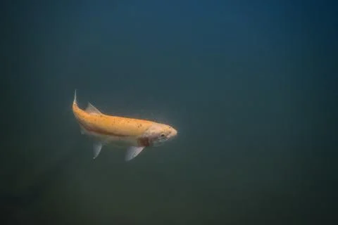 Yellow little fish while diving in a lake Stock Photos