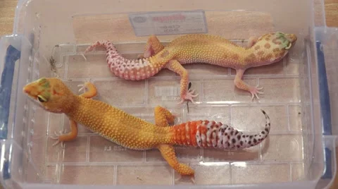 Yellow lizard. 4K. Video stock 47090749