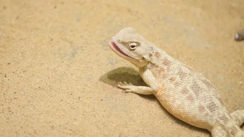 A yellow lizard in the fine sand in the middle of the desert. Lizard Video stock 250457289