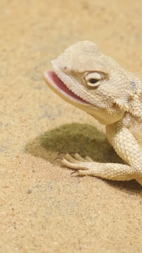 A yellow lizard in the fine sand in the middle of the desert. Lizard Stock Footage 253081337