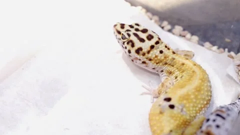 A yellow lizard Stock Footage 193985107