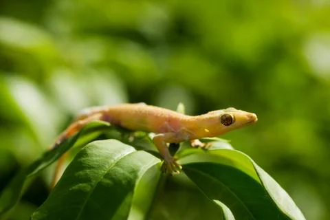 Yellow lizard Stock Photos