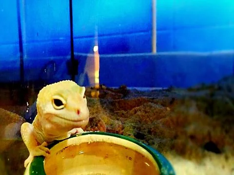 Yellow lizard Stock Photos