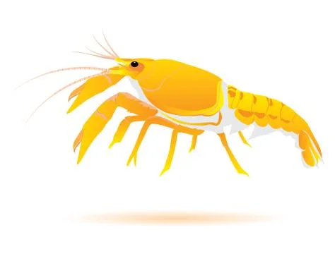 Yellow lobster on white background vector design Stock Illustration
