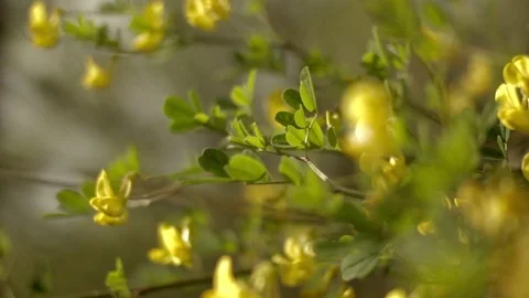 Yellow Locust Flowers Stock Footage 111831008