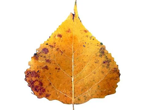 Yellow Lombardy poplar leaf isolated on white - in autumn Фото