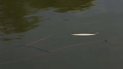 Yellow long narrow leaf from a tree floats on dark water past brown branches Stock Footage 140902654