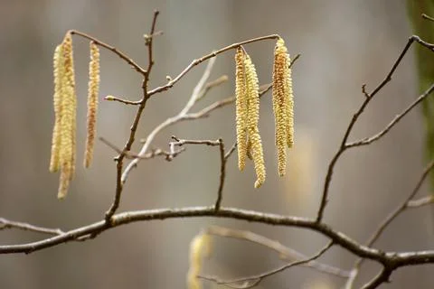Yellow long spring catkins on tree branch Stock Photos