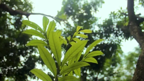 The Yellow longan leaf shoots exposed to the sun Stock Footage 239701705