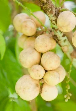 Yellow longkong. Stock Photos