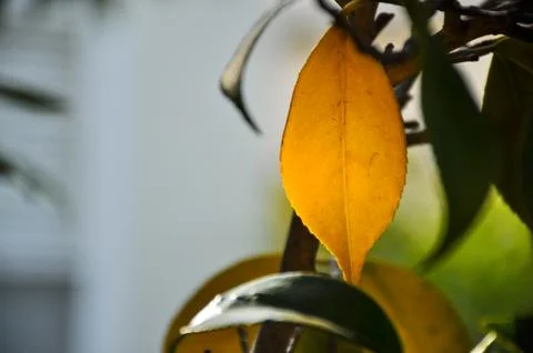 Yellow lonley leaf Stock Photos