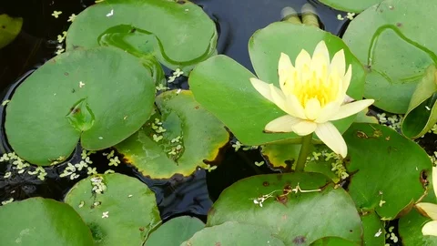 Yellow Lotus Stock Footage 81193529