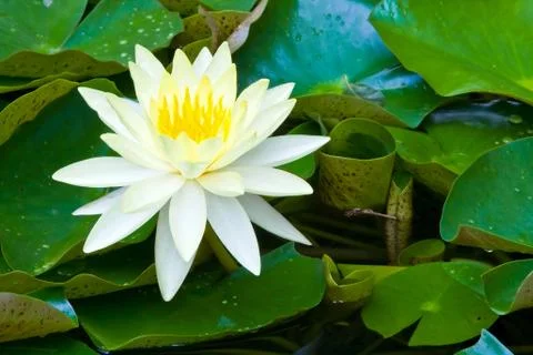 Yellow lotus Stock Photos