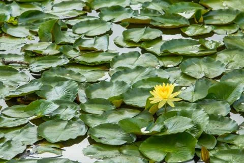 Yellow lotus Stock Photos