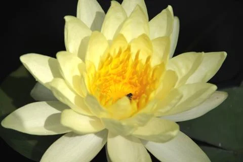 Yellow lotus Stock Photos