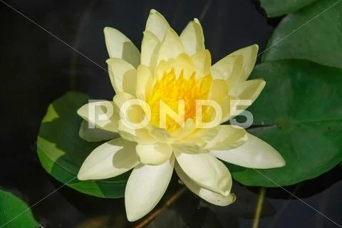 Yellow lotus Stock Photos