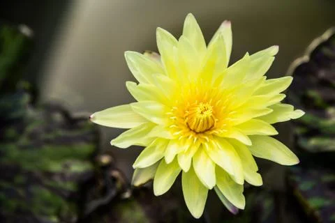 Yellow lotus Stock Photos