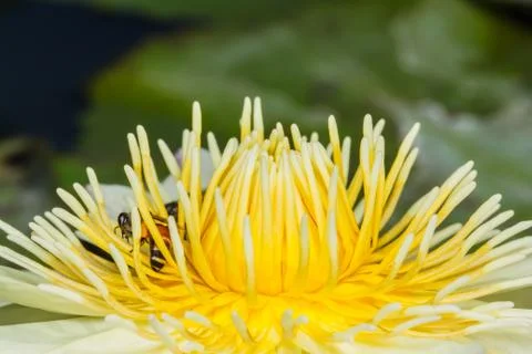 Yellow lotus Fotos Stock