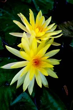 Yellow lotus Stock Photos