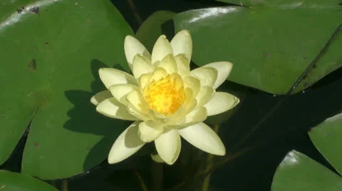 Yellow lotus on pond01 Stock Footage