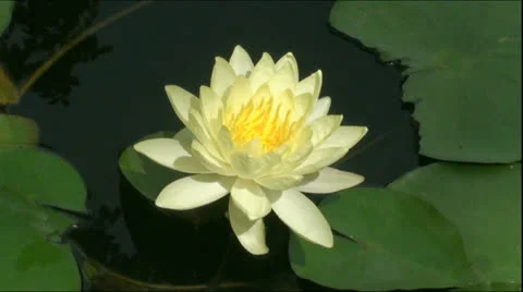 Yellow lotus on pond02 Stock Footage 25959664
