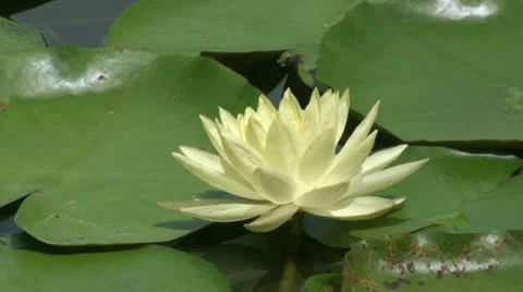 Yellow lotus on pond03 Stock Footage 25961102