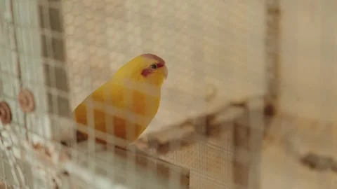Yellow lovebird perched inside rustic birdcage 스톡 동영상 319295561
