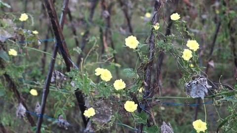 Yellow Luffa Blossoms Stock Footage 275822020