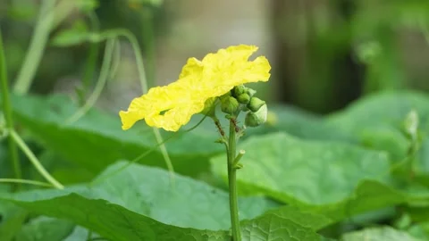 Yellow Luffa Flower With Ants Crawling On Bud Close Up 4K Stock-Footage 322149337