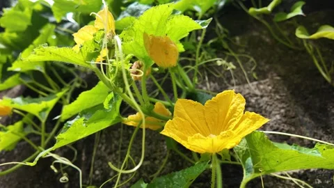 Yellow Luffa Flower Blooming Close Up 4K Video Stock Footage 317555720