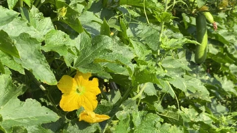 A yellow luffa flower opens among dense green leaves surrounded by intertwined Vidéo 333578841