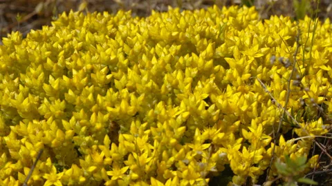 The yellow lychens on the forest ground in Estonia Stock Footage 209160987