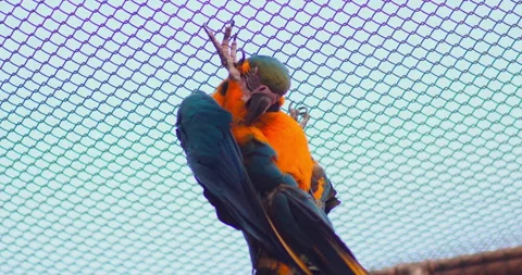 Yellow macaw in cage Stock Footage 284047672