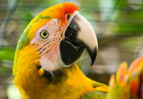 Yellow macaw closeup Stock Photos