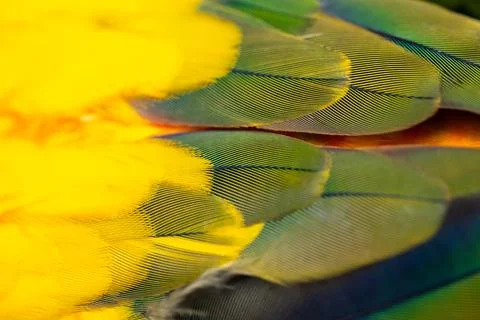 Yellow Macaw feather. texture or background. Stock Photos