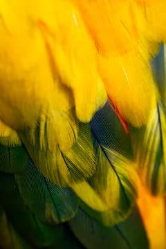 Yellow Macaw feather. texture or background. Stock Photos
