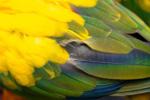 Yellow Macaw feather. texture or background. Stock Photos