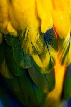 Yellow Macaw feather. texture or background. Foto stock