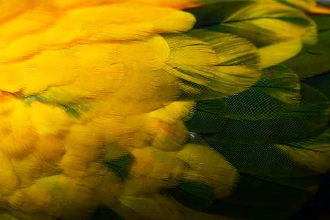 Yellow Macaw feather. texture or background. Foto stock